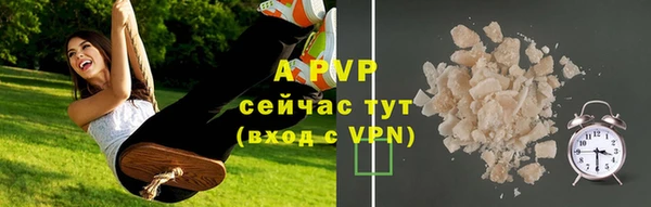 сатива Новозыбков